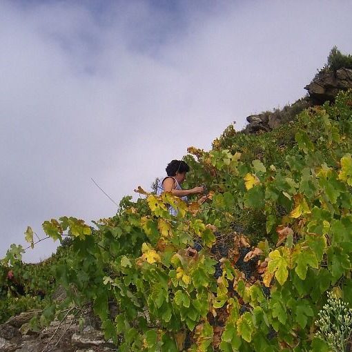 Viñas as Borreas con niebla. Plena Ribeira Sacra