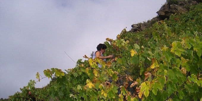 Viñas as Borreas con niebla. Plena Ribeira Sacra