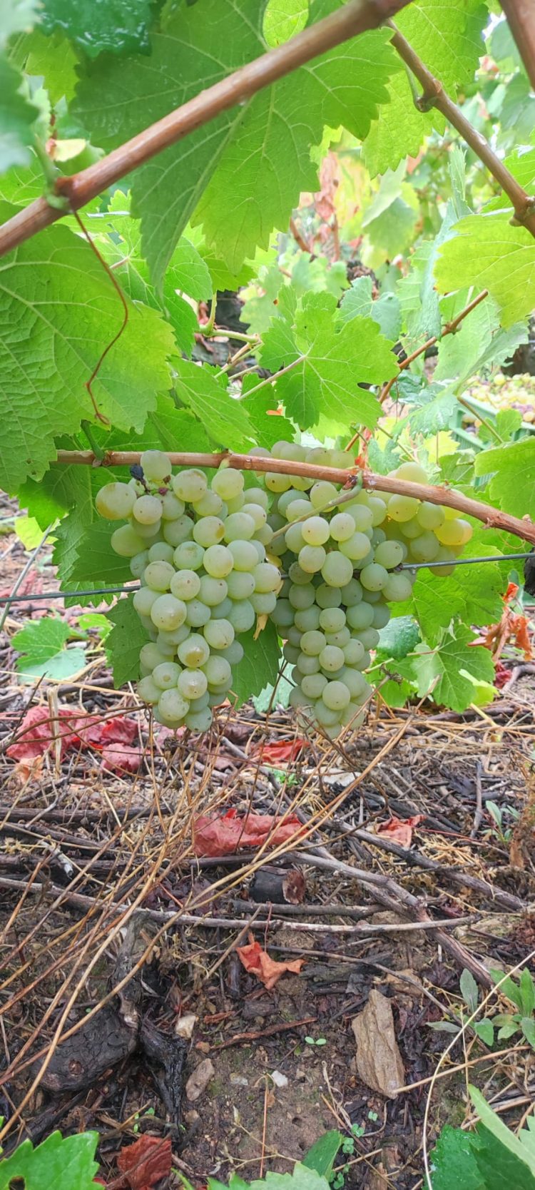 Una Godello en la Ribeira Sacra