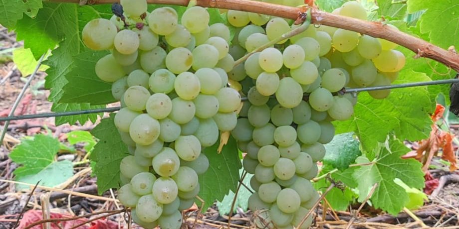 Una Godello en la Ribeira Sacra