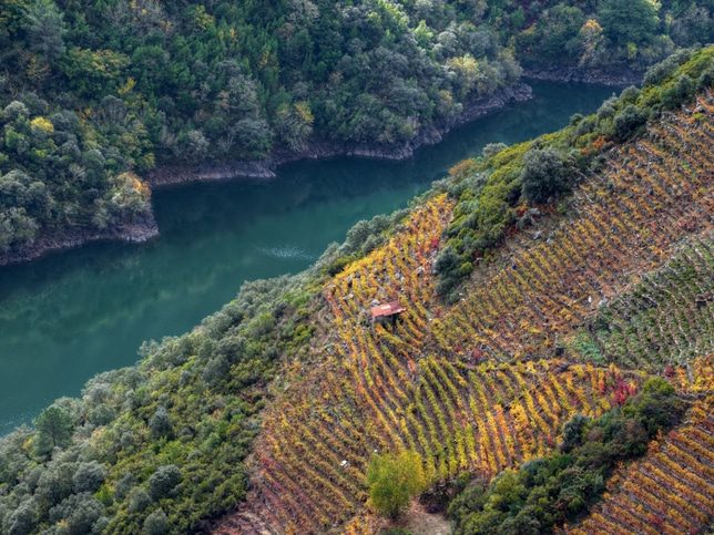 Autum view of the vineyards of Doade Ribeira Sacra en Otoño