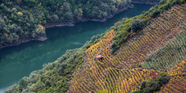 Autum view of the vineyards of Doade Ribeira Sacra en Otoño